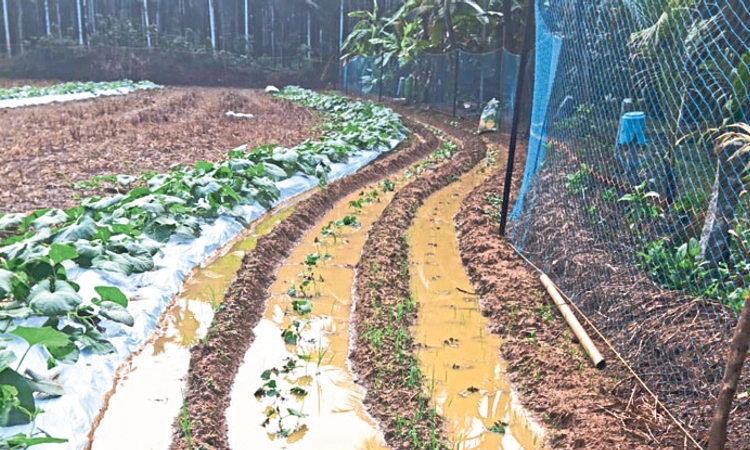 Rain: ಕರಾವಳಿಯ ವಿವಿಧೆಡೆ ಸಿಡಿಲು ಸಹಿತ ಮಳೆ; ಬಜಪೆಯಲ್ಲಿ ತರಕಾರಿ ಕೃಷಿಗೆ ಹಾನಿ