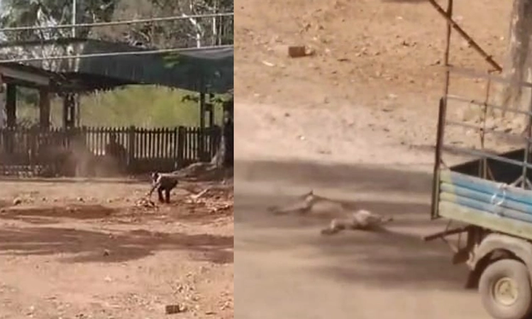 Shimoga: ಬೀದಿ ನಾಯಿಯನ್ನು ಕ್ರೂರವಾಗಿ ಕೊಂದು ಆಟೋದಲ್ಲಿ ಎಳೆದೊಯ್ದ ವ್ಯಕ್ತಿ