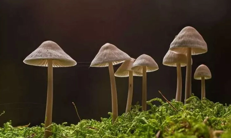 ಮ್ಯಾಜಿಕ್‌ ಮಶ್ರೂಮ್‌ ಮಾದಕ ದ್ರವ್ಯವಲ್ಲ: ಕೇರಳ ಹೈಕೋರ್ಟ್‌