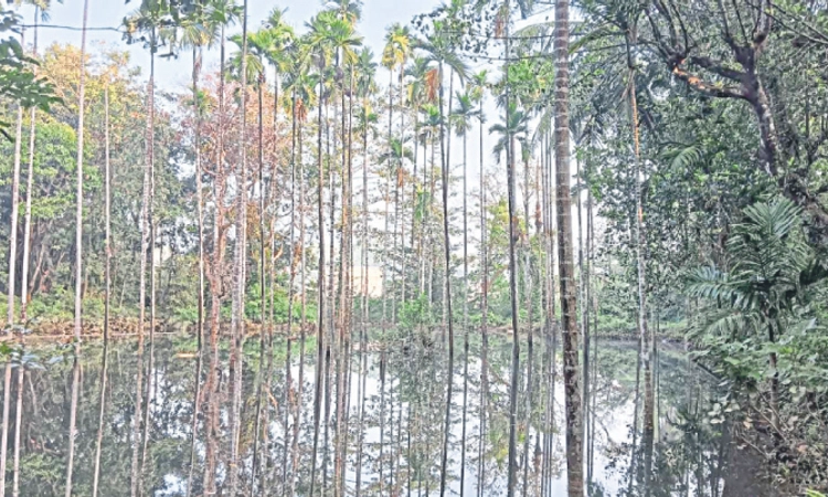 Ajekar : ಎಣ್ಣೆಹೊಳೆ ಹಿನ್ನೀರಿಂದ ಕೃಷಿ ಹಾನಿ; ಪರಿಹಾರಕ್ಕೆ ನಿರಾಸಕ್ತಿ