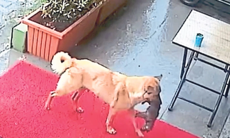 Dog; ಪಶು ಆಸ್ಪತ್ರೆಗೇ ಮರಿ ತಂದು ಚಿಕಿತ್ಸೆ ಕೊಡಿಸಿದ ಹೆಣ್ಣು ಶ್ವಾನ!