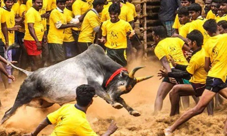 Tamilnadu; ಜಲ್ಲಿಕಟ್ಟು, ಮಂಜುವಿರಟ್ಟು ಆಚರಣೆ ವೇಳೆ 7 ಮಂದಿ ಸಾ*ವು