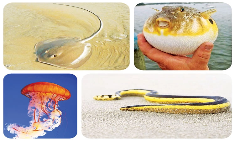 Winter Season: ಚಳಿಗಾಲದಲ್ಲಿ ಕಡಲಿಗೆ ಇಳಿಯುವ ಮುನ್ನ…