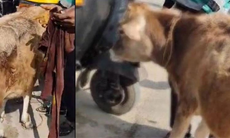 Nanjanagudu: ನಂಜುಂಡೇಶ್ವರನಿಗೆ ಹರಕೆ ಬಿಟ್ಟಿದ್ದ ಕರುವಿನ ಬಾಲ ಕತ್ತರಿಸಿದ ದುಷ್ಕರ್ಮಿಗಳು!