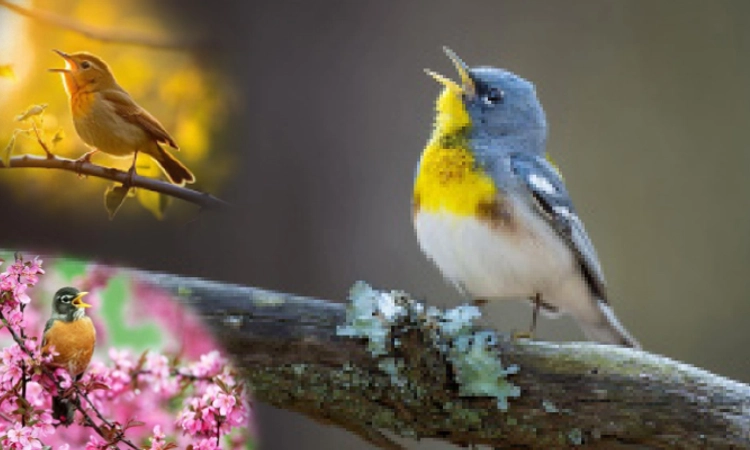 UV Fusion: ಹಕ್ಕಿಯ ಹಾಡಿಗೆ ತಲೆದೂಗಲು ಹಕ್ಕಿಗಳೇ ಇಲ್ಲ!