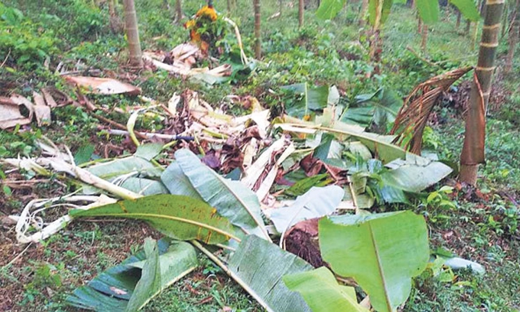 Belthangady ಕಡಿರುದ್ಯಾವರ: ಮತ್ತೆ ಕಾಡಾನೆ ದಾಳಿ