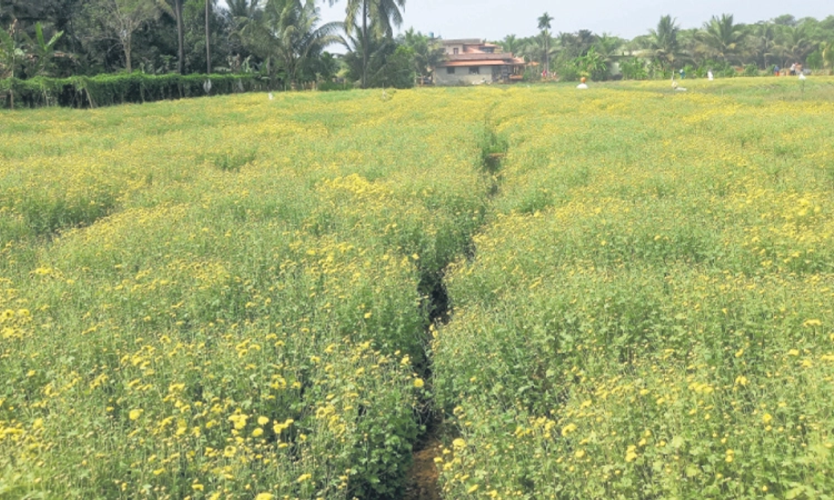 Kundapura: ಸಂಕ್ರಾಂತಿಗೆ ನಿರೀಕ್ಷೆಯಷ್ಟು ಅರಳದ ಹೆಮ್ಮಾಡಿ ಸೇವಂತಿಗೆ