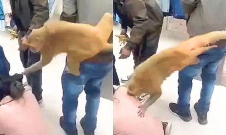 ಮಾಲ್‌ಗೆ ನುಗ್ಗಿ ಯುವತಿ ಚಪ್ಪಲಿ ಕಿತ್ತುಕೊಂಡ ಕೋತಿ!