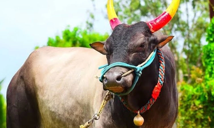 Sullia: ಹೋರಿ ಎರಗಿ ವ್ಯಕ್ತಿಗೆ ಗಾಯ