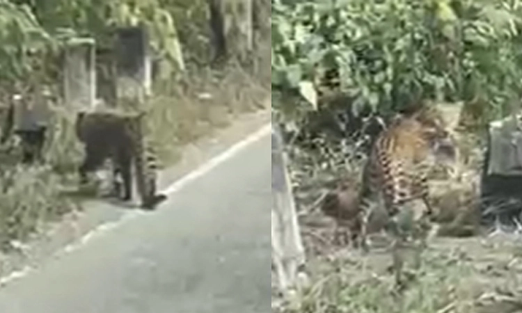 Leopard: ಹಾಡಹಗಲೇ ಕುದುರೆಮುಖ ರಾಷ್ಟ್ರೀಯ ಹೆದ್ದಾರಿಯಲ್ಲಿ ಓಡಾಡಿದ ಚಿರತೆ…