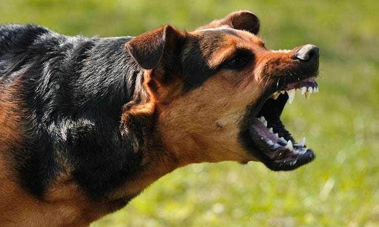 Bengaluru: ನಾಯಿ ಕಚ್ಚಿ 4 ವರ್ಷದ ಬಾಲಕನಿಗೆ ಗಾಯ: ಶ್ವಾನ ಮಾಲಿಕನ ವಿರುದ್ಧ ಪ್ರಕರಣ ದಾಖಲು