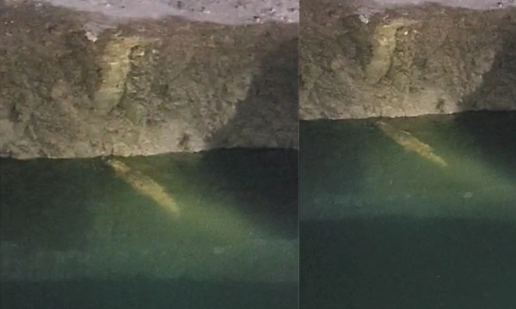 Mudhol: ರೈತರ ಜಮೀನಿನಲ್ಲಿ ಮೊಸಳೆ ಪ್ರತ್ಯಕ್ಷ