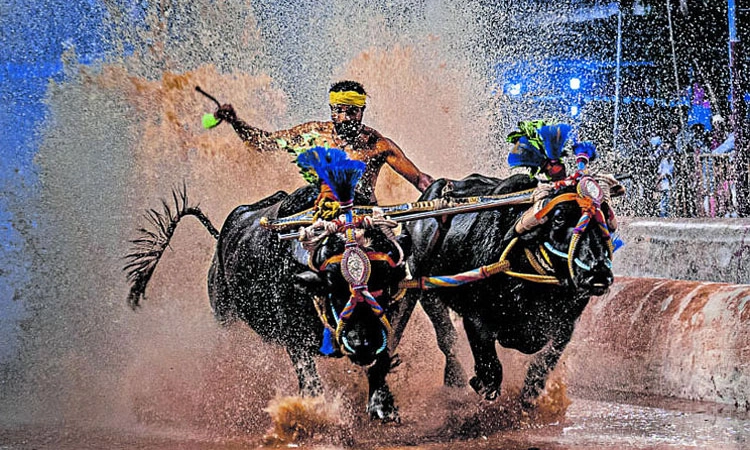 Mangaluru ಕಂಬಳಕ್ಕೆ ನೆರವು: ಇಂದು ಸಿಎಂಗೆ ಅಹವಾಲು