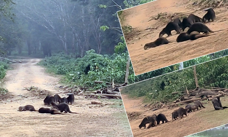 Hunsur: ಕಬಿನಿ ಹಿನ್ನೀರಿನಲ್ಲಿ ನೀರು ನಾಯಿಗಳ ಚೆಲ್ಲಾಟ… ಸಫಾರಿಗರು ಖುಷ್