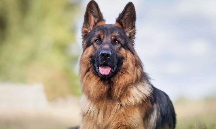 German Shepherd: ಕೋಳಿ ತಿಂದಿದ್ದಕ್ಕೆ ಜರ್ಮನ್‌ ಶೆಫ‌ರ್ಡ್‌ ನಾಯಿ ಕೊಂದ!