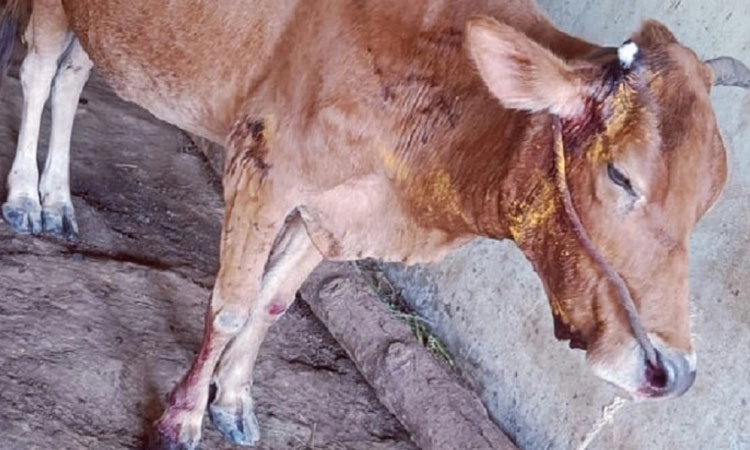 Hiriyadka: ದೇವಸ್ಥಾನದ ಗೋಶಾಲೆಯಿಂದ ದನ ಕಳವು