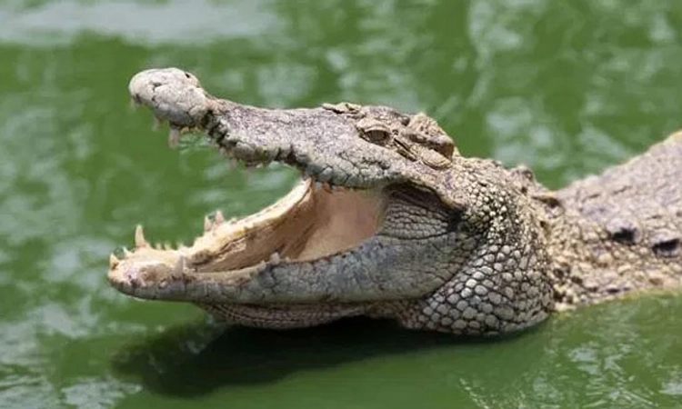 Delhi airport; ಮೊಸಳೆ ತಲೆಬುರುಡೆ ಸಾಗಿಸುತ್ತಿದ್ದ ಕೆನಡಾ ಪ್ರಜೆ ಬಂಧನ