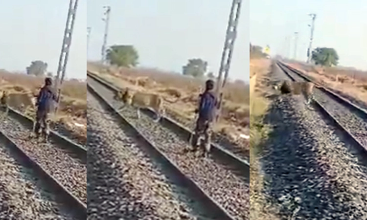 ಏನು ಧೈರ್ಯ..! ರೈಲು ಹಳಿ ಮೇಲೆ ಬಂದ ಸಿಂಹವನ್ನು ಸಾಕು ಪ್ರಾಣಿಯಂತೆ ಓಡಿಸಿದ ಅರಣ್ಯ ಸಿಬ್ಬಂದಿ