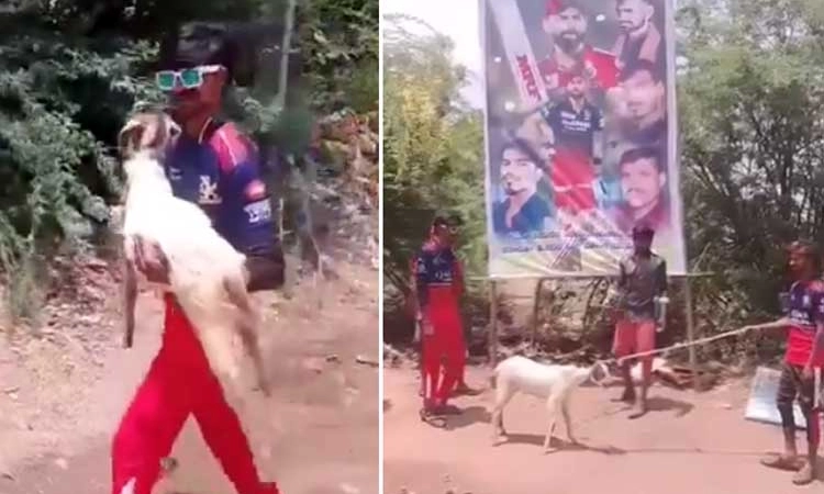 CSK ವಿರುದ್ಧ ಗೆದ್ದು ಬೀಗಿದ RCB: ಕೊಹ್ಲಿ ಬ್ಯಾನರ್ ಮುಂದೆ ಮೇಕೆ ಬಲಿಕೊಟ್ಟ ಅಭಿಮಾನಿಗಳು