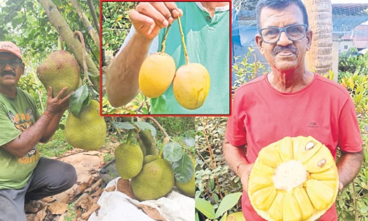 Mangaluru: ನಗರ ಮಧ್ಯೆ ವಿಯೆಟ್ನಾಂ ಹಲಸು, ಥಾಯ್ಲೆಂಡ್‌ ಮಾವು!