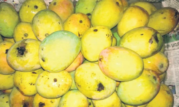 Karkala: ಮಾರುಕಟ್ಟೆಯಲ್ಲಿ ಹಣ್ಣುಗಳ ರಾಜನ ದರ್ಬಾರ್‌!