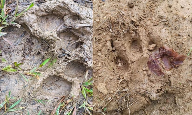 Mudigere: ಹಸುವನ್ನು ಕೊಂದ ಹುಲಿ; ಗ್ರಾಮಸ್ಥರಲ್ಲಿ ಆತಂಕ