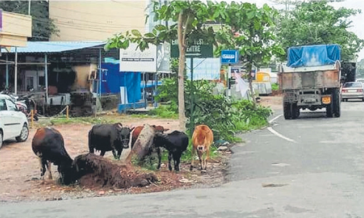 Panambur: ಹೆಚ್ಚಾಗುತ್ತಿದೆ ಬೀಡಾಡಿ ಗೋವುಗಳ ಸಮಸ್ಯೆ