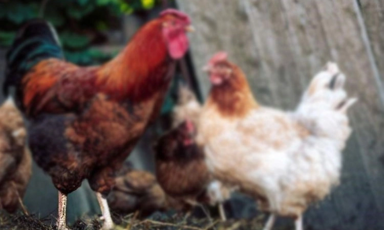 Aranthodu: ವಿಷ ಬೆರೆಸಿದ ಆಹಾರ ತಿಂದು 3 ಕೋಳಿ, ಸಾಕುನಾಯಿ ಸಾವು