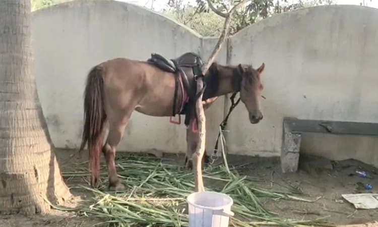 ವಿಚಿತ್ರ ಪ್ರಕರಣ; ಗಾಂಜಾ ಪ್ರಕರಣದಲ್ಲಿ ಕುದುರೆಯನ್ನು ಹಿಡಿದ ಪೊಲೀಸರು!