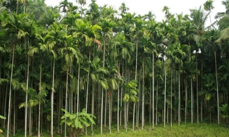 ಭತ್ತ ಬೆಳೆಯುವುದನ್ನೇ ಕೈ ಬಿಟ್ಟ ರೈತ ಸಮೂಹ-ಕಬ್ಬು, ಅಡಕೆ, ಶುಂಠಿ ಬೆಳೆಯತ್ತ ಆಸಕ್ತಿ