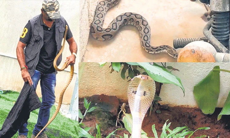Bengaluru: ರಾಜಧಾನಿಯಲ್ಲಿ ಮನೆಯೊಳಗೇ ಹಾವುಗಳು ಪ್ರತ್ಯಕ್ಷ!