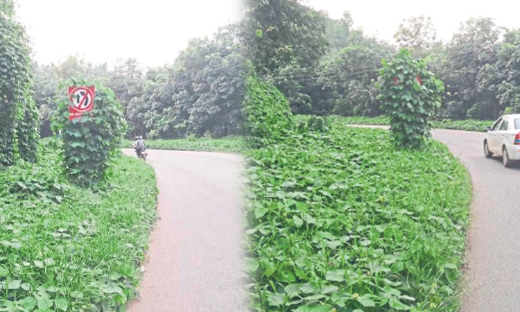 Bantwal: ರಸ್ತೆ ಅಂಚನ್ನು ನುಂಗಿ ಸೂಚನ ಫಲಕ ಆವರಿಸಿದ ಪೊದೆ