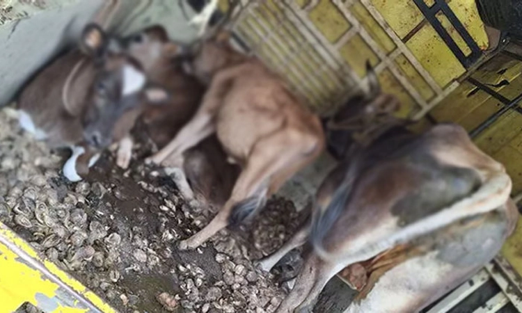 Uppinangady; ಅಕ್ರಮ ಸಾಗಾಟ ಪ್ರಕರಣ: 4 ಜಾನುವಾರು ವಶಕ್ಕೆ