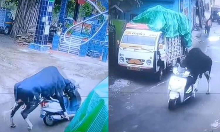 Viral video ; ಸ್ಕೂಟರ್ ರೈಡ್ ಮಾಡಿದ ಗೂಳಿ!! : ಆಗಿದ್ದೇನು?