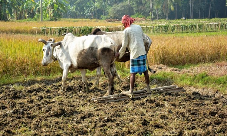 Bengaluru: ಮುಂಗಾರು ಮುನ್ನವೇ ಕೃಷಿಯತ್ತ ರೈತರ ಚಿತ್ತ!