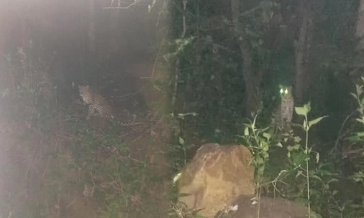 Jayapura: ಚಿರತೆ ಪ್ರತ್ಯಕ್ಷ; ಗ್ರಾಮಸ್ಥರಲ್ಲಿ ಆತಂಕ