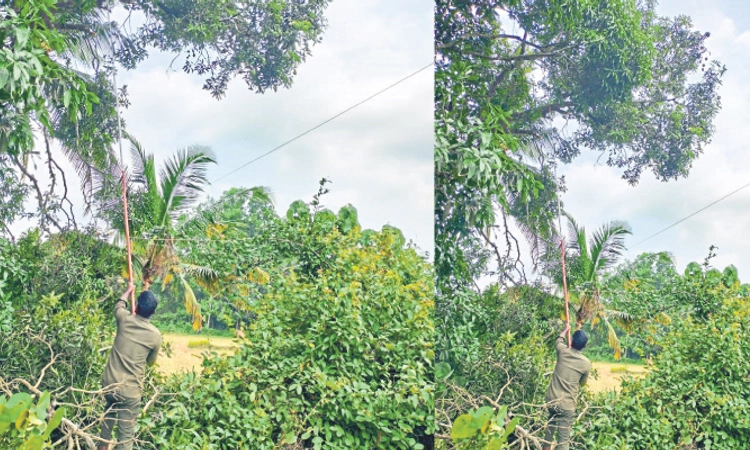 Belman: ಮುಂಡ್ಕೂರು ಮೆಸ್ಕಾಂನಿಂದ ಮುಂಗಾರು ಮುನ್ನೆಚ್ಚರ