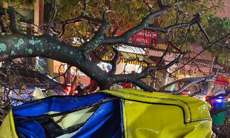 Bengaluru; ಹಲವೆಡೆ ಭಾರೀ ಮಳೆ: ಮರ ಬಿದ್ದು ಆಟೋ ಚಾಲಕ ಸಾ*ವು