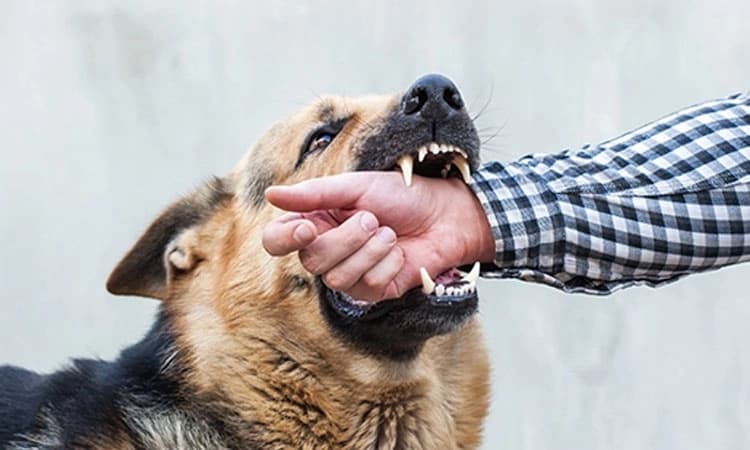 Bengaluru: 2 ತಿಂಗಳಲ್ಲಿ 4,397 ನಾಯಿ ಕಡಿತ ಪ್ರಕರಣ