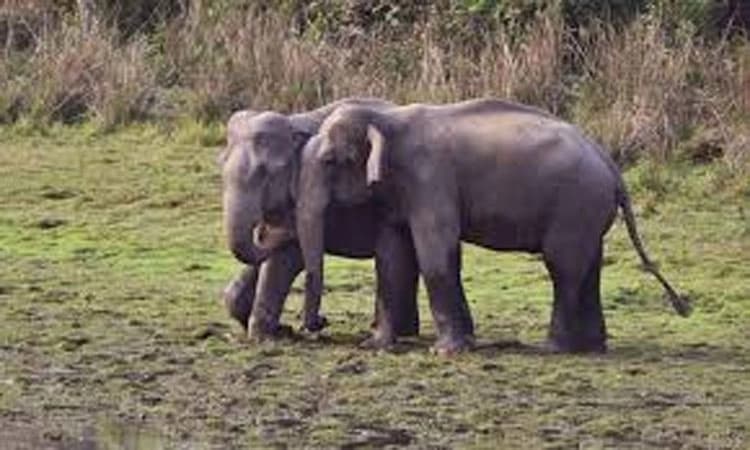 Puttur: ಪೆರ್ಲಂಪಾಡಿ; ಜನವಸತಿ ಪರಿಸರದಲ್ಲೇ ಕಾಡಾನೆ ಸದ್ದು