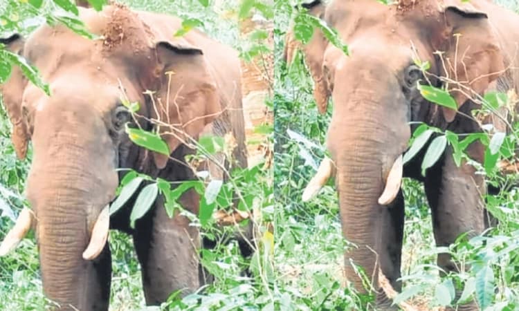 Subramanya: ಅರಣ್ಯದಂಚಿನ ನಿವಾಸಿಗಳಲ್ಲಿ ದೂರವಾಗದ ಆತಂಕ