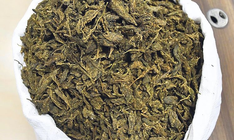 ಆಂಧ್ರಪ್ರದೇಶವೇ ಗಾಂಜಾದ ಮೂಲ!;  ಹಲವು ಪ್ರಕರಣಗಳ ತನಿಖೆ ವೇಳೆ ದೃಢ 