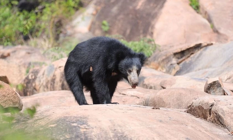 ಕೊರಟಗೆರೆ: ನಾಡಿಗೆ ಬಂದ ಕರಡಿಗಳು; ಪಟ್ಟಣದ ಜನರಲ್ಲಿ ಆತಂಕ