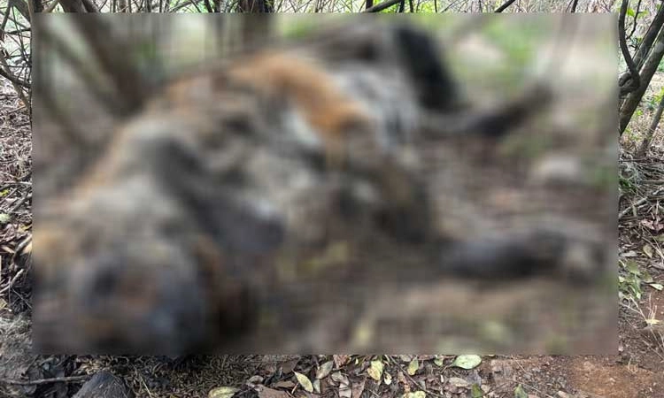 Bandipur: ಗಂಡು ಹುಲಿಯ ಕಳೇಬರ ಪತ್ತೆ
