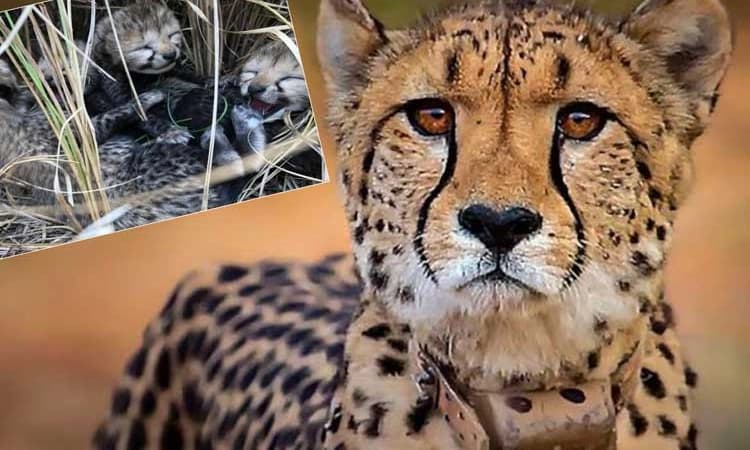 Cheetah ‘Nirva’: ಕುನೋ ರಾಷ್ಟ್ರೀಯ ಉದ್ಯಾನವನದಲ್ಲಿ ಐದು ಮರಿಗಳಿಗೆ ಜನ್ಮ ನೀಡಿದ ಚೀತಾ…