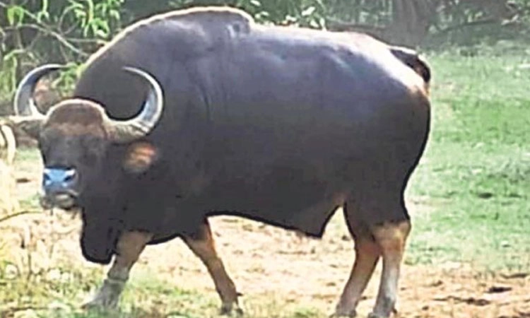 ಕೃಷಿ- ತೋಟಗಳಿಗೆ ಕಾಡುಕೋಣಗಳ ಲಗ್ಗೆ; ಅಡಿಕೆ, ಬಾಳೆಗಿಡಗಳಿಗೆ ಹಾನಿ