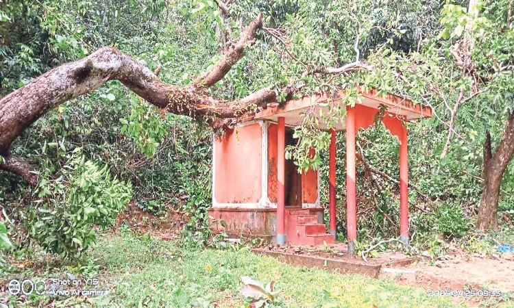 ದ.ಕನ್ನಡ ಜಿಲ್ಲೆಯ ಕೆಲವೆಡೆ ಮಳೆ; ಬೆಳ್ತಂಗಡಿಯಲ್ಲಿ ರಸ್ತೆ, ಮನೆಗಳ ಮೇಲೆ ಮರ ಬಿದ್ದು ಹಾನಿ