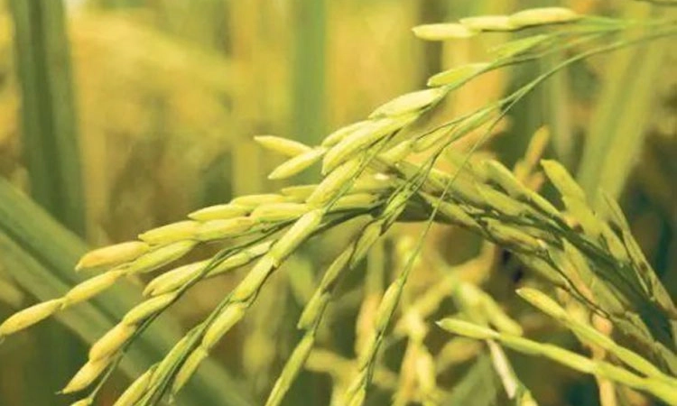 Udupi: ಸಹ್ಯಾದ್ರಿ ಕೆಂಪುಮುಖ್ತಿ ಪ್ರಯೋಗಕ್ಕೆ ರೈತರ ನಿರಾಸಕ್ತಿ, ಎಂಒ4ಗೆ ಆಸಕ್ತಿ