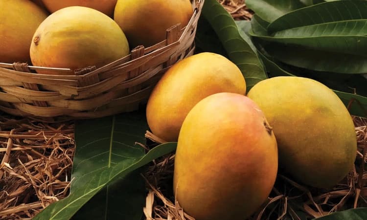 Mango Price: ಮಾರುಕಟ್ಟೆಯಲ್ಲಿ ಈ ಬಾರಿ ಮಾವು ದುಬಾರಿ!