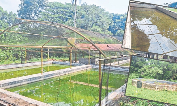 Karkala: ಮೀನು ಮರಿ ಕೇಂದ್ರದಲ್ಲಿ ಸೊಳ್ಳೆ ಉತ್ಪಾದನೆ!